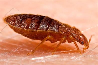Professional Bed Bug Control E Learning 33477