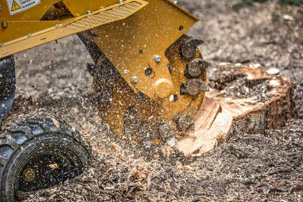 Seltc Stump Grinding Training Courses Sussex and Kent