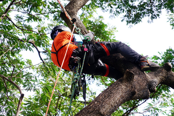 Seltc Tree Rigging Training Courses Sussex and Kent