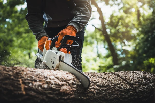 Chainsaw Maintenance and Crosscutting Training Course