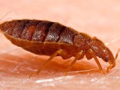 Professional Bed Bug Control E Learning 33477