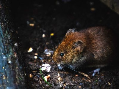 Seltc SAFE USE OF VERTEBRATE PEST CONTROL FOR RATS AND MICE Training Sussex and Kent