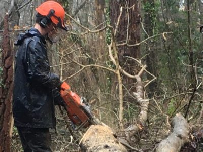 Seltc Tree Felling Training Course Sussex and Kent