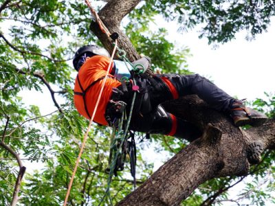 Seltc Tree Rigging Training Courses Sussex and Kent