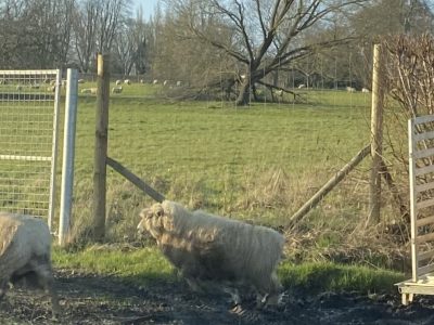 Sheep-Movement