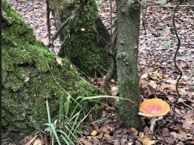 tree-fungi