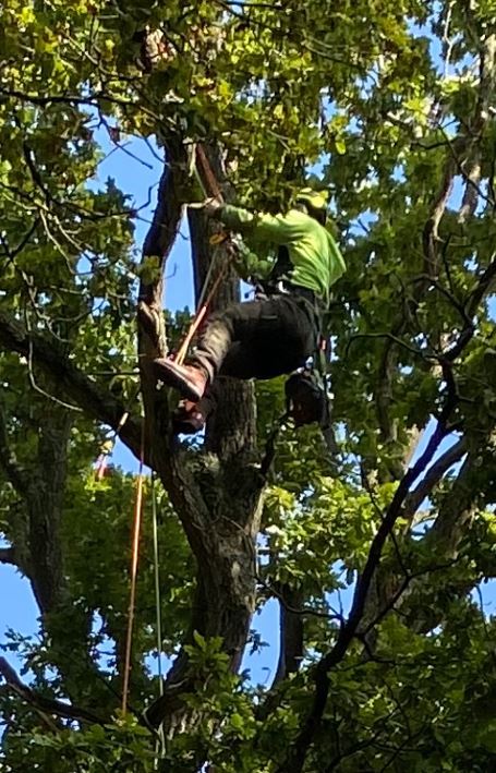 Aerial Cutting of Trees with a Chainsaw Free Fall Techniques